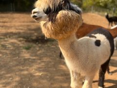 -济南野生动物世界