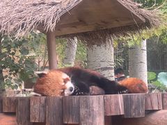 -北京野生动物园