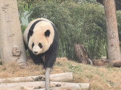 -武汉动物园