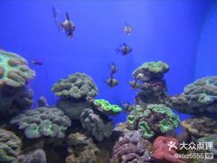 -烟台海昌鲸鲨海洋公园