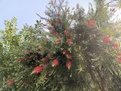 -厦门园林博览苑
