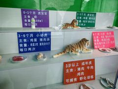 -横道河子东北虎林园
