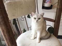 -平行世界·猫咖(首经贸店)