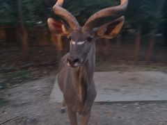 -清迈夜间动物园