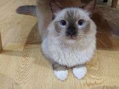 -万小咖.猫咖(中山路天虹店)