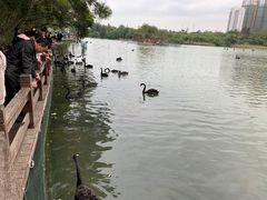 -五缘湾湿地公园