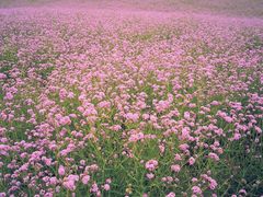 -紫颐香薰山谷景区