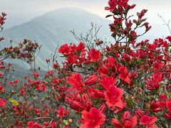 -江西阳明山国家森林公园