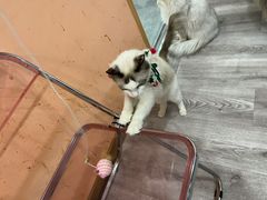 -BABIT巴比特宠物(MOMOPARK店)