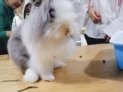-藦茜花园宠物主题亲子互动体验馆(国顺东路店)