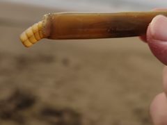 -北戴河东海水浴场