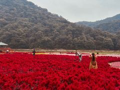 -广州市石门国家森林公园