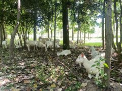 -合肥滨湖国家森林公园