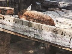 -青藏高原野生动物园