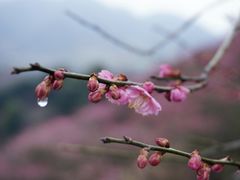-新建村梅花