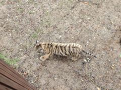 -西霞口神雕山野生动物世界