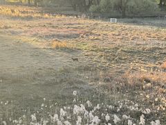 -北京麋鹿生态实验中心
