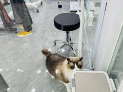 -爱洗澡的猫(望京店)