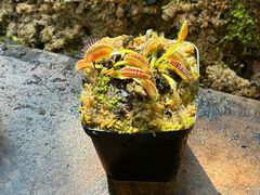 -昆明植物园