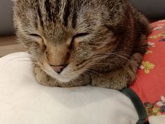 -喵园·猫主题咖啡厅·撸猫·猫咖(国贸店)