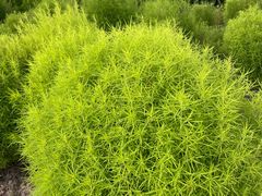 -春花秋色城市公园