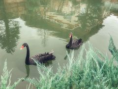 -芭东小镇温泉