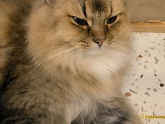 -猫域·湾主题猫咖·宠物吧(南坪城市广场店)