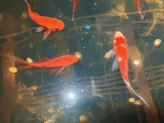 -黄家码头老火锅(解放碑旗舰店)
