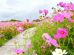 -花开海上生态园
