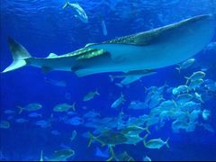 -烟台海昌鲸鲨海洋公园