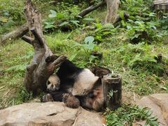 -广州长隆野生动物世界