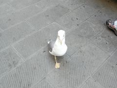 -马纳罗拉
