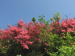 -木兰云雾山