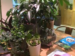 -柴务处·柴犬主题狗咖