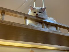 -滚猫咖啡·猫咖·猫友好撸猫(未来城店)