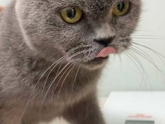 -瑞派·关忠动物医院·猫专科·犬专科(三环新城店)