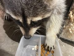 -浣熊柯尔鸭土拨鼠·电玩咖