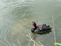 -西双版纳原始森林公园