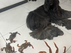 -BLACKSWAN黑天鹅(环球店)