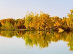 -金塔沙漠胡杨林景区