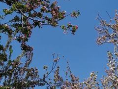 -海棠花溪(元大都城垣遗址公园)
