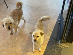 -茶颜悦色(环球奥特莱斯店)