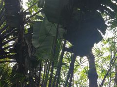 -呀诺达热带雨林