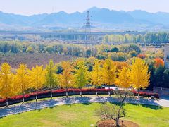 -北京张裕爱斐堡酒庄