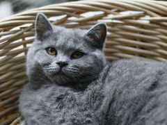 -猫友咖啡店(玉林西路店)