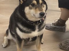 -柴迷FANS CLUB·柴犬狗咖·猫咖