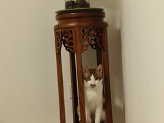 -艾贝尔宠物医院·宠保定点·超声绝育·免疫点(樱花路店)