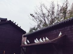 -祥源·阜阳生态乐园