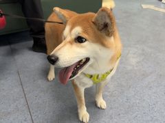 -顺强宠物诊所·狂犬免疫·夜诊·骨科(嘉定店)