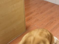 -千城康桥宠物医院·猫科·骨科·心脏